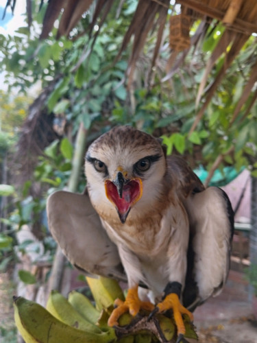Black winged kite