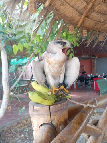 Black winged kite