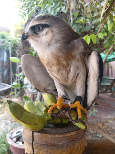 Black winged kite