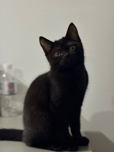 Muchkin short leg female and black male long leg