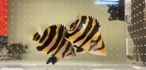 Tiger fish somi short 🐅Size 12-13cm ខ្លួនលឿងល្អណាស់បងបងvery clean💛 077279068