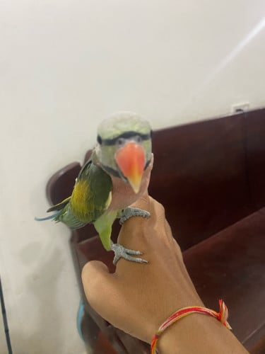 សេកសក