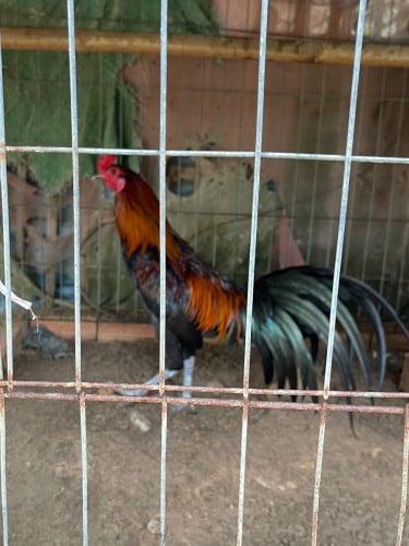 មាន់លក់គុយបាសៀវ