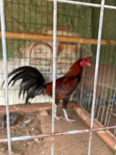 មាន់លក់គុយបាសៀវ