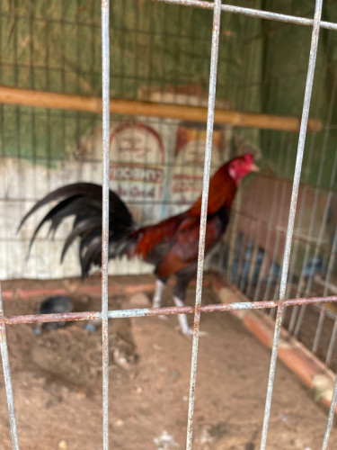 មាន់លក់គុយបាសៀវ