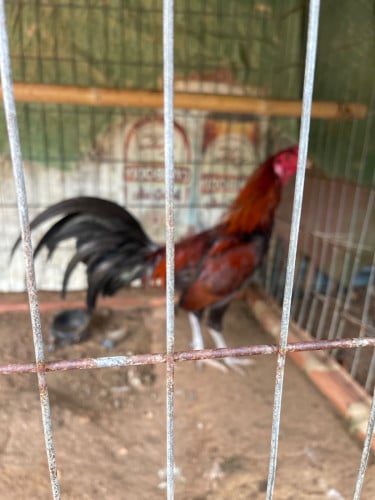 មាន់លក់គុយបាសៀវ