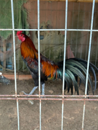 មាន់លក់គុយបាសៀវ