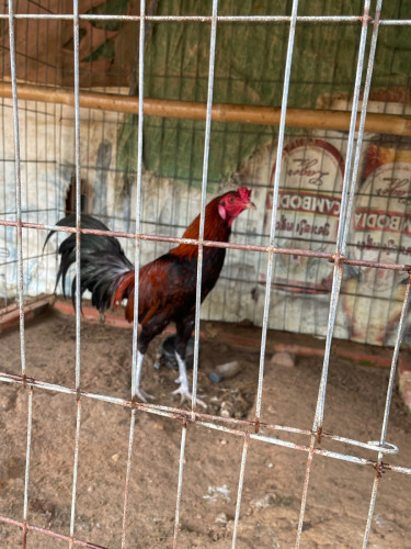 មាន់លក់កុយបាសៀវ