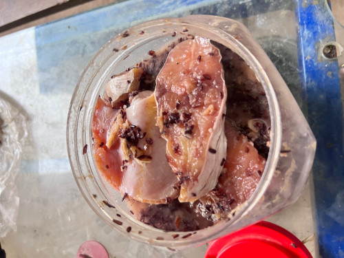 លក់ផ្អកត្រីប្រាធម្មជាតិ
