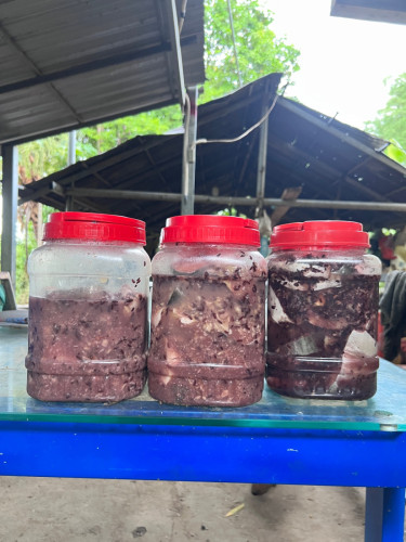 លក់ផ្អកត្រីប្រាធម្មជាតិ