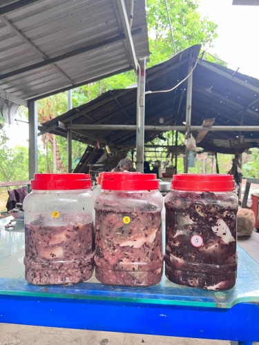 លក់ផ្អកត្រីប្រាធម្មជាតិ