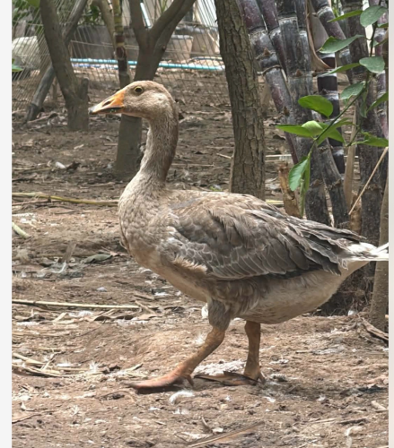 ក្ងានទូលូ