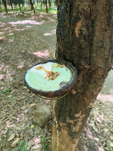 ដីចម្ការកៅស៊ូ 88ហិចតា ខេត្តរតនគិរី