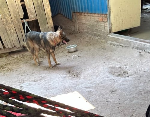 កូនប៊ែកហ្សេ GSD