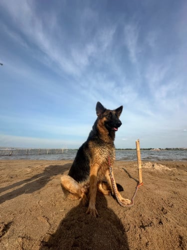 កូនប៊ែកហ្សេ GSD