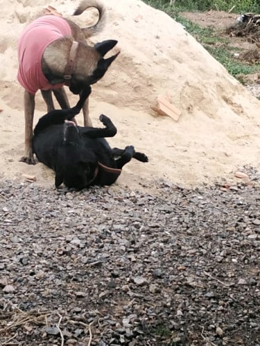 Belgian Malinois
