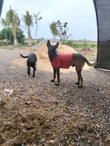 Belgian Malinois