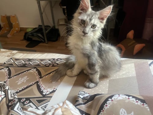 main coon