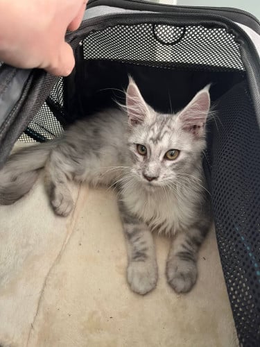 main coon