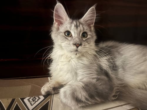 main coon