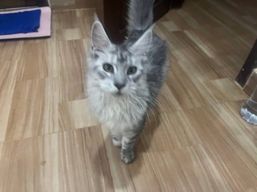 main coon