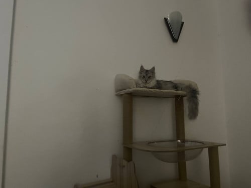 main coon