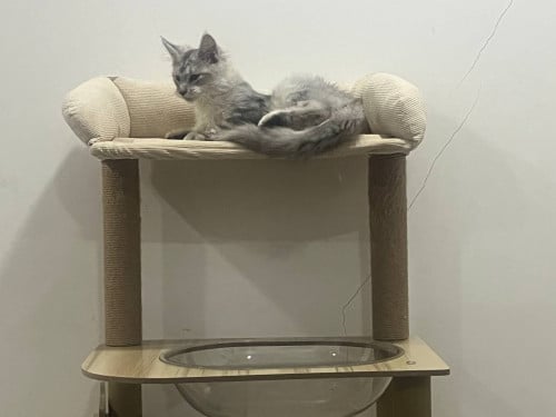 main coon