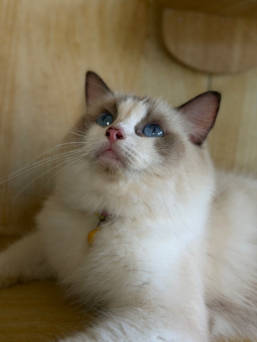 Ragdoll(female)