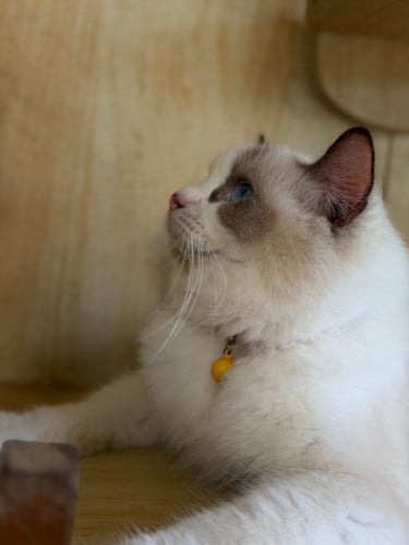Ragdoll(female)