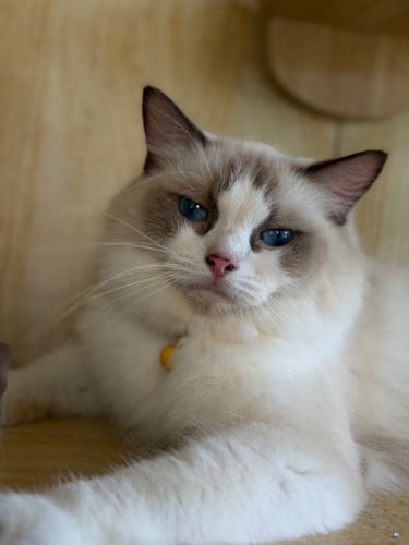 Ragdoll(female)