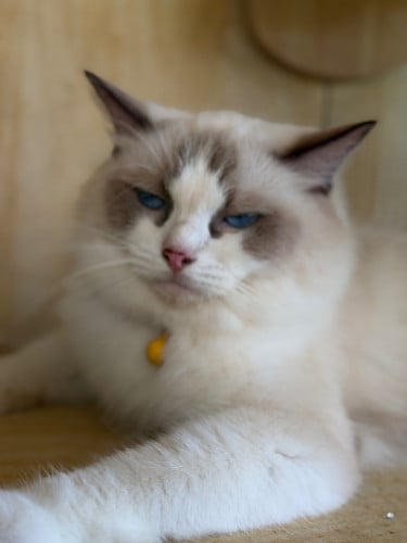 Ragdoll(female)