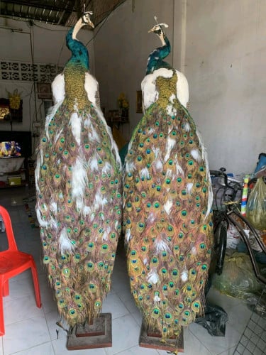 ក្ងោកស្ងួតសម្រាប់ដាក់តាំងក្នុងផ្ទះរឺកន្លែងធ្វើការនឹងសណ្ឋាគារខុនដូរស្អាតដូចក្នុងរូប