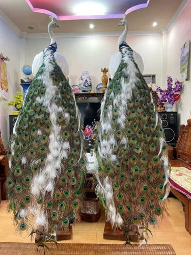 ក្ងោកស្ងួតសម្រាប់ដាក់តាំងក្នុងផ្ទះរឺកន្លែងធ្វើការនឹងសណ្ឋាគារខុនដូរស្អាតដូចក្នុងរូប