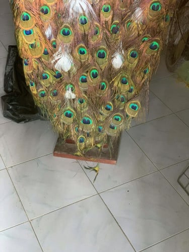 ក្ងោកស្ងួតសម្រាប់ដាក់តាំងក្នុងផ្ទះរឺកន្លែងធ្វើការនឹងសណ្ឋាគារខុនដូរស្អាតដូចក្នុងរូប