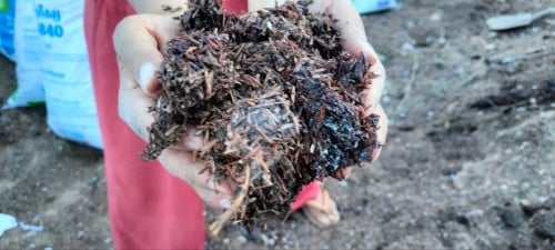 ជីអាចម៍មាន់ fertilizer