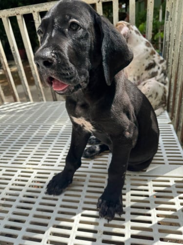 Great Dane
