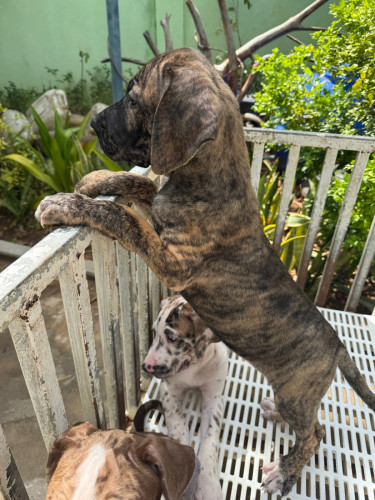 Great Dane