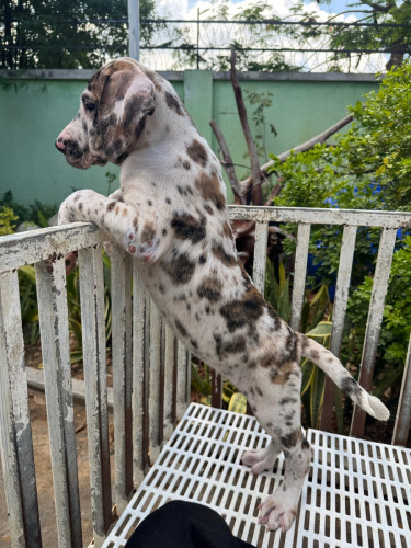 Great Dane