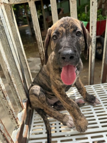 Great Dane
