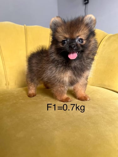 Pom Teacup