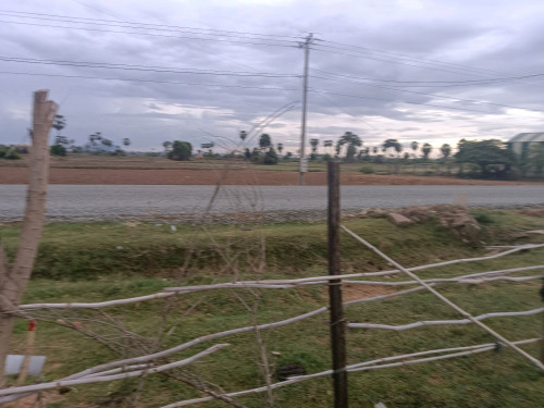 ដីកែងជាប់ផ្លូកៅស៊ូនិងប៉េតុង