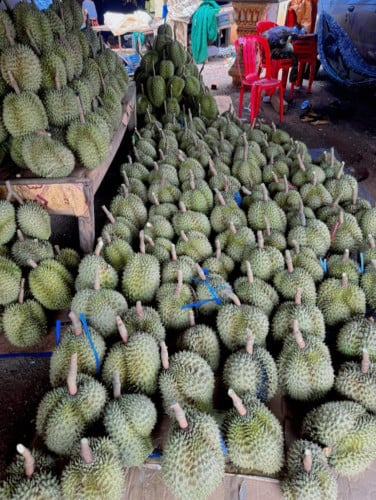 ទុរេនចំការបែកអន្លូងកំពង់ចាម