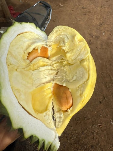 ទុរេនចំការបែកអន្លូងកំពង់ចាម