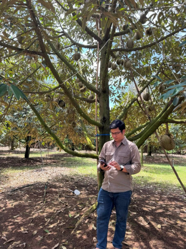 ទុរេនចំការបែកអន្លូងកំពង់ចាម