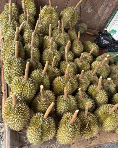 ទុរេនចំការបែកអន្លូងកំពង់ចាម