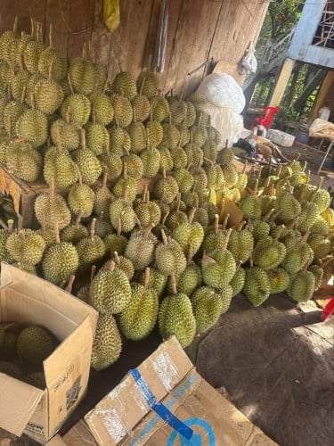 ទុរេនចំការបែកអន្លូងកំពង់ចាម
