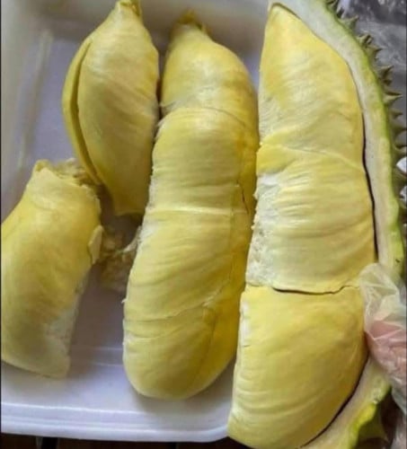 ទុរេនចំការបែកអន្លូងកំពង់ចាម
