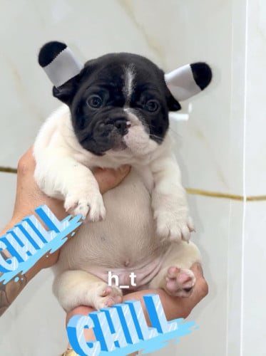 French Bulldog Pre Order 1 days