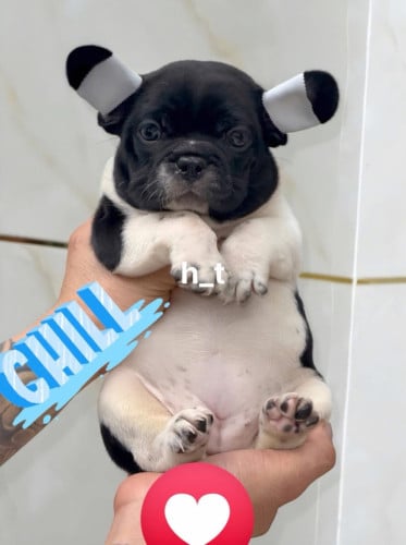 French Bulldog Pre Order 1 days