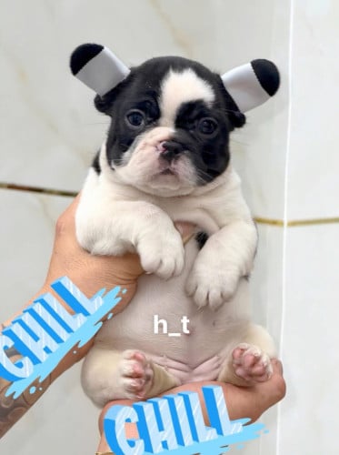 French Bulldog Pre Order 1 days